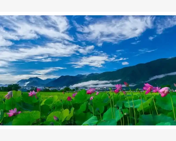 中药补钾方剂：给身体注入元气的秘方